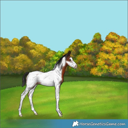 Horse Color:Brown Sabino Tobiano Frame Appaloosa Rabicano 
