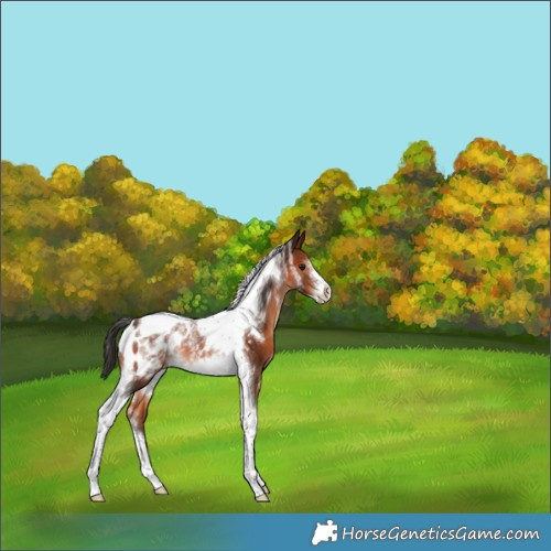 Horse Color:Powder White Brown Tobiano Frame Appaloosa Rabicano 