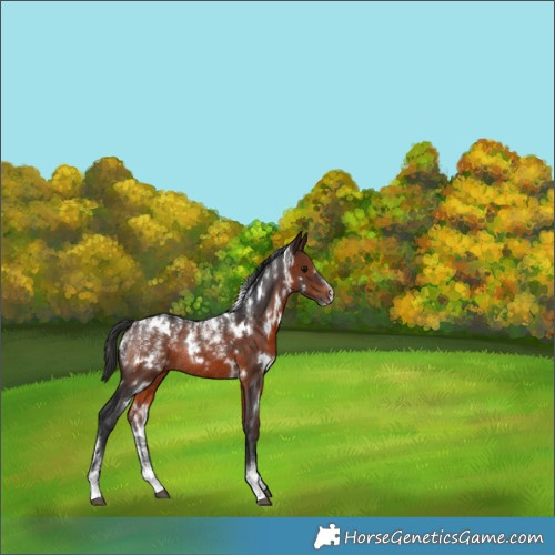Horse Color:Powder White White Spotted Brown Rabicano 