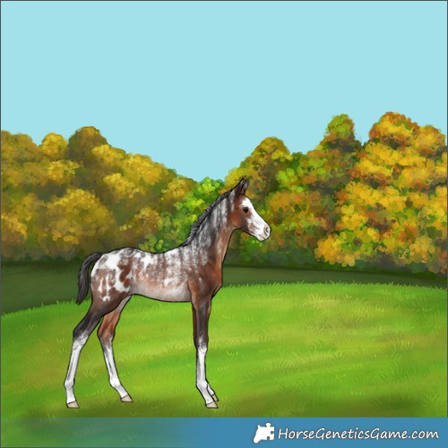 Horse Color:Powder White White Spotted Bay Appaloosa Rabicano 