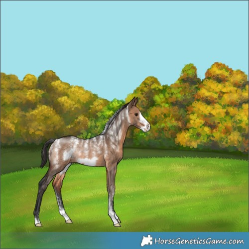 Horse Color:Powder White Brown Dun Frame Rabicano 
