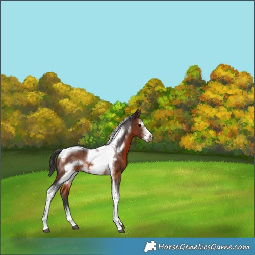 Horse Color:Brown Sabino Tobiano Frame Rabicano 