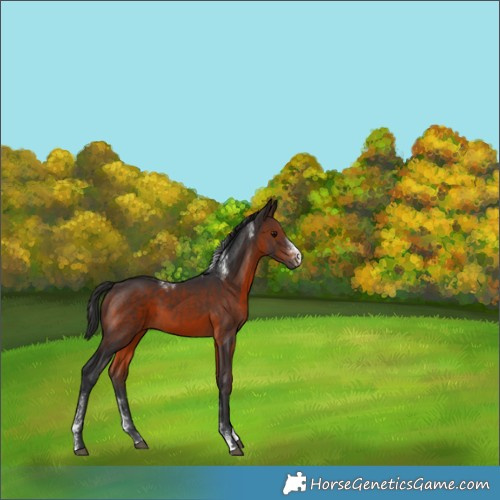 Horse Color:Powder White Brown Sabino Rabicano 