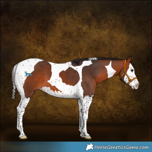 Horse Color:Bay Splash Tobiano 