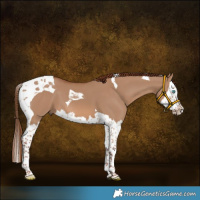 Horse Color:Red Dun Splash Tobiano 