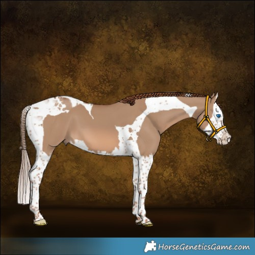 Horse Color:Red Dun Splash Tobiano 