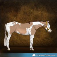 Horse Color:Red Dun Splash Tobiano