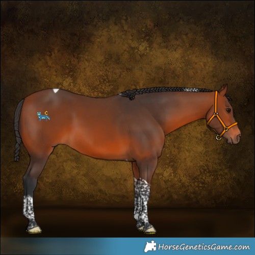 Horse Color:Bay Tobiano 
