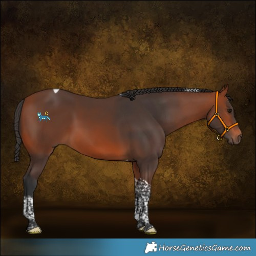 Horse Color:Bay Tobiano 