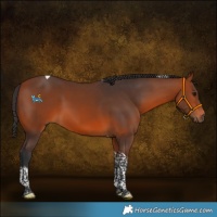 Horse Color:Bay Tobiano 