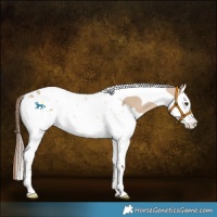 Horse Color:Red Dun Splash Tobiano 