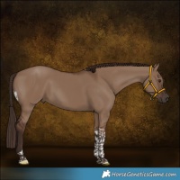 Horse Color:Liver Red Dun Tobiano 