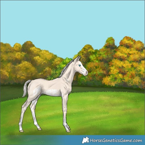 Horse Color:Cremello Splash  and Cremello Splash Frame 