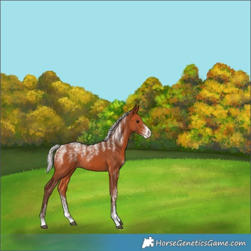 Horse Color:Powder White Silver Bay Appaloosa Rabicano 