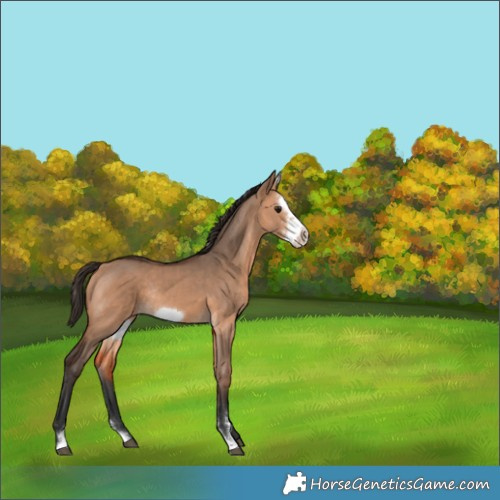 Horse Color:Bay Dun Sabino Frame Rabicano 
