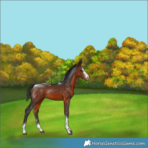 Horse Color:Brown Sabino Tobiano Rabicano 