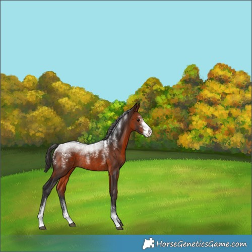 Horse Color:Powder White Bay Sabino Rabicano 