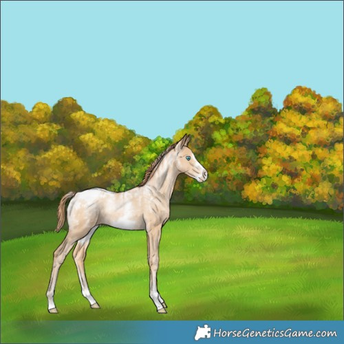 Horse Color:Powder White Buckskin Pearl Frame Appaloosa Rabicano 