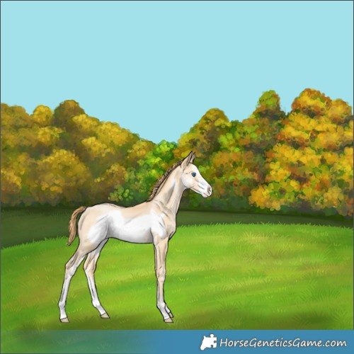 Horse Color:Buckskin Pearl Sabino Frame Appaloosa Rabicano 