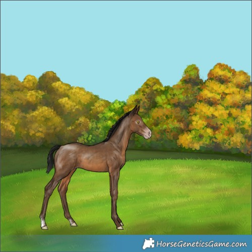 Horse Color:Gray Sable Champagne Sabino Rabicano 