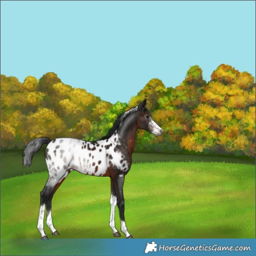 Horse Color:Gray Brown Sabino Tobiano Appaloosa Rabicano 
