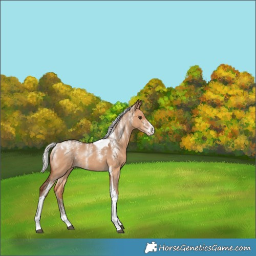 Horse Color:Powder White Silver Bay Dun Tobiano Appaloosa Rabicano 