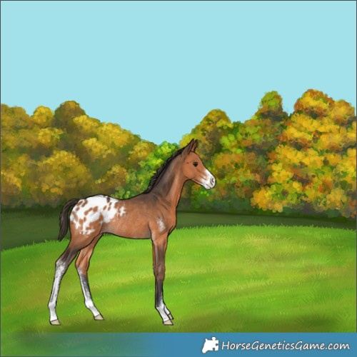 Horse Color:Bay Sabino Appaloosa Rabicano 