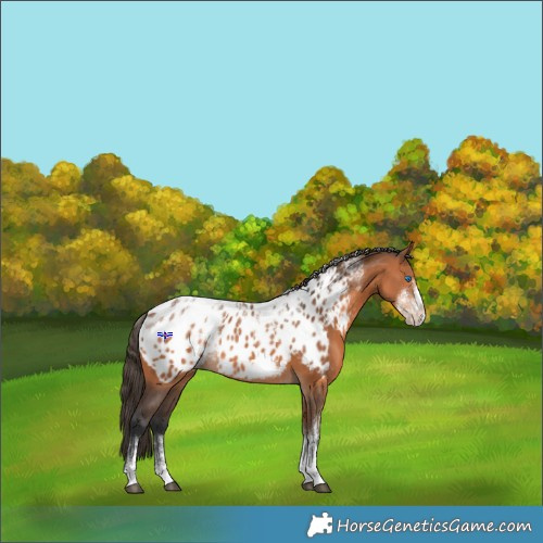 Horse Color:Powder White Bay Frame Appaloosa Rabicano 