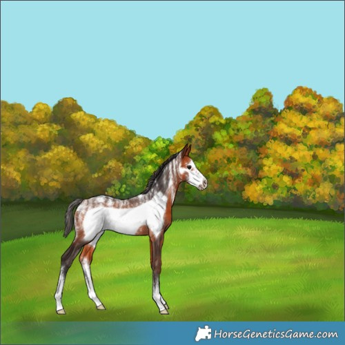 Horse Color:Powder White Bay Sabino Frame Rabicano 