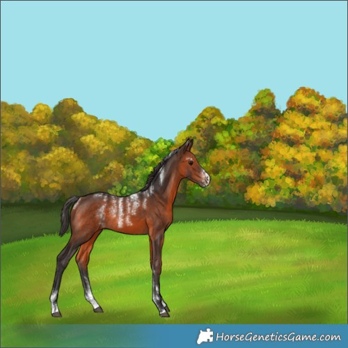 Horse Color:Powder White Brown Rabicano 