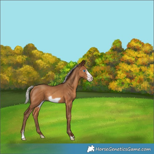 Horse Color:Gray Silver Amber Champagne Sabino Frame Rabicano 