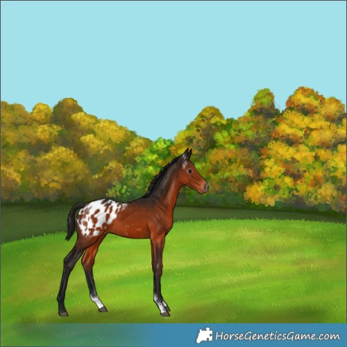 Horse Color:Powder White Gray Bay Sabino Appaloosa Rabicano 