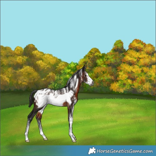 Horse Color:Powder White Gray Brown Sabino Frame Appaloosa Rabicano 
