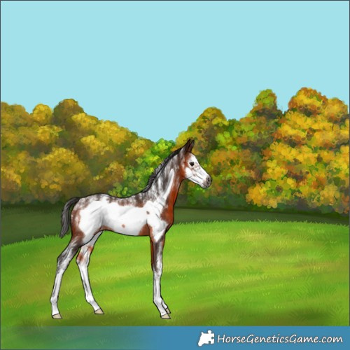 Horse Color:Powder White Gray Bay Sabino Frame Rabicano 