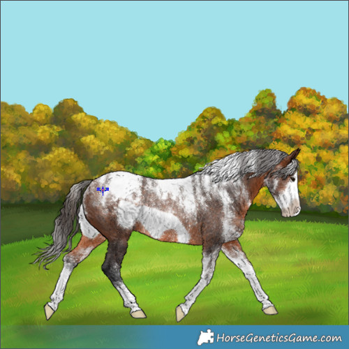 Horse Color:Powder White Brown Frame Appaloosa Rabicano 