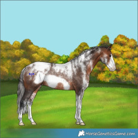 Horse Color:Powder White Brown Frame Appaloosa Rabicano 