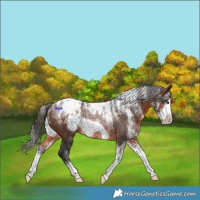 Horse Color:Powder White Brown Frame Varnish Rabicano 
