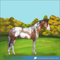 Horse Color:Powder White Brown Frame Appaloosa Rabicano 