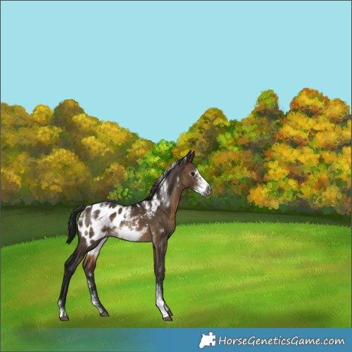 Horse Color:Powder White Gray Brown Dun Sabino Frame Appaloosa Rabicano 