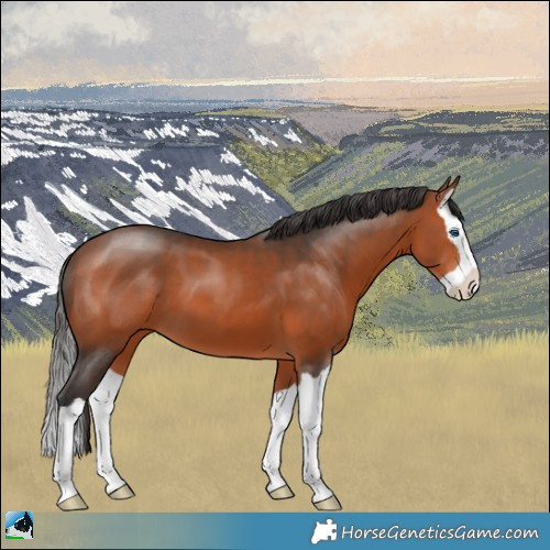 Horse Color:Bay Splash