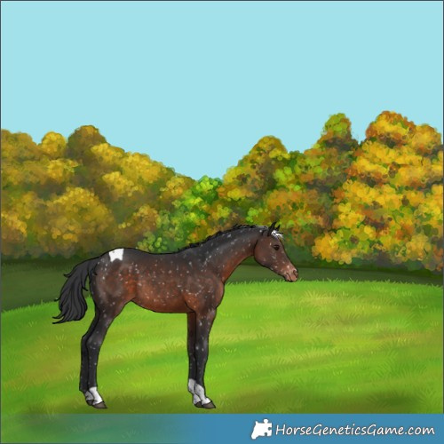 Horse Color:Brown Tobiano Appaloosa Rabicano 