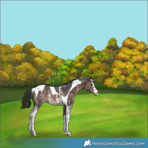Horse Color:Brown Sabino Tobiano Snowflake Varnish Rabicano 