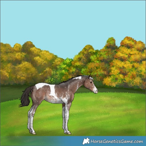 Horse Color:Liver Chestnut Sabino Tobiano Snowflake VarnishRabicano 