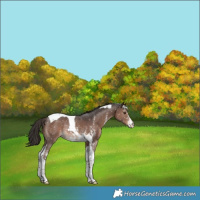 Horse Color:Liver Chestnut Sabino Tobiano Appaloosa Rabicano 