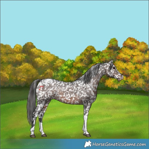 Horse Color:Brown Tobiano Appaloosa Rabicano