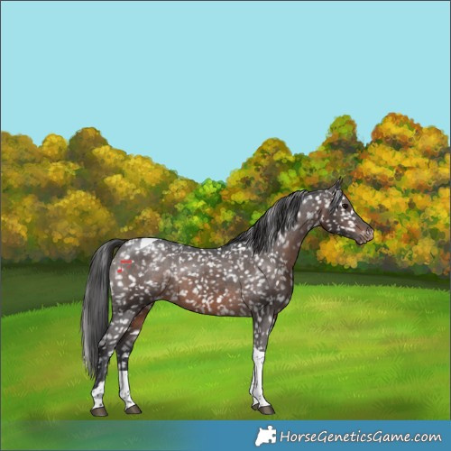 Horse Color:Brown Tobiano Appaloosa Rabicano 