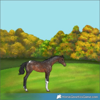 Horse Color:Brown Tobiano Appaloosa Rabicano 