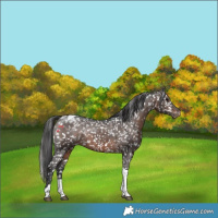 Horse Color:Brown Tobiano Appaloosa Rabicano 