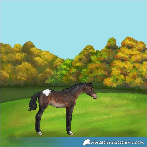 Horse Color:Brown Appaloosa 