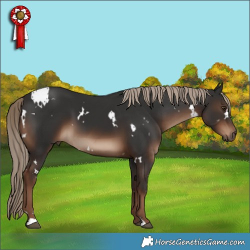 Horse Color:White Spotted Liver Chestnut 